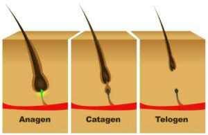 fazy-wzrostu-włosa